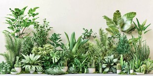 室内绿植景观 多样盆栽