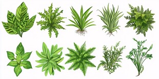 多样绿植集合展示