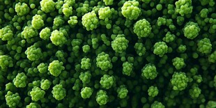 翠绿绒球状植物微观景致