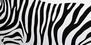 斑马纹理图案特写