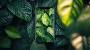 手机与绿叶的自然融合