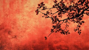 红墙花枝图