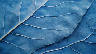 蓝色叶脉纹理特写叶片