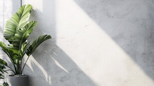 阳光下的绿植与素雅墙面