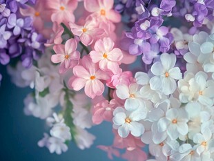 缤纷多彩小花特写