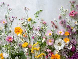 缤纷野花装点素雅背景