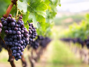 饱满紫葡萄挂于翠绿藤间