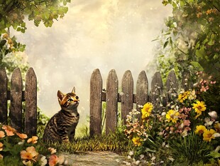 猫咪静赏花园美景