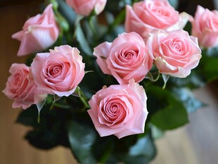 粉色玫瑰绽放的温柔时刻