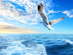 海鸥翱翔于碧海蓝天间