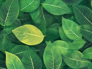 绿叶丛中一抹亮眼黄