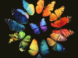 多彩蝴蝶环绕绽放绚丽之美