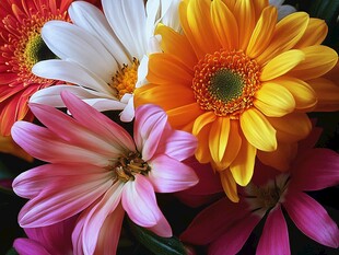 多彩非洲菊绽放美丽