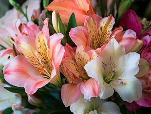 缤纷六出花绽放绚丽之美