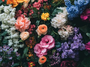 多彩花卉汇聚的视觉盛宴