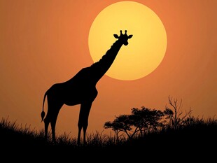 夕阳下的长颈鹿剪影
