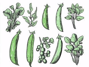 手绘青豌豆与绿叶蔬菜