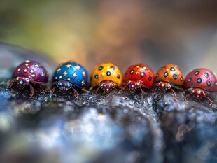 多彩瓢虫排成队