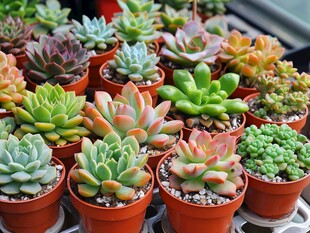 多彩多肉盆栽大集合