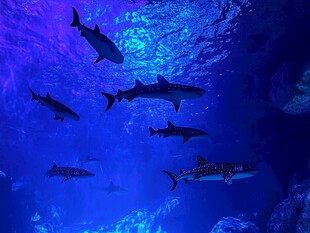 深海中游弋的斑斓鲨鱼群