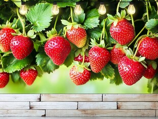 垂挂的鲜红草莓与绿叶