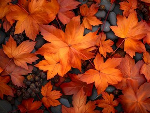 秋意浓 枫叶与鹅卵石之美