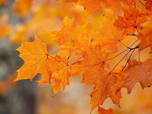 秋日橙黄枫叶特写