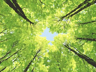 仰视翠绿繁茂的森林树冠