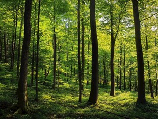 阳光洒落的翠绿静谧森林