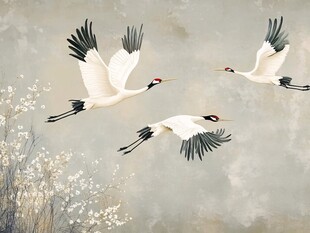 三只丹顶鹤空中展翅飞翔