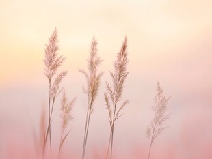 夕阳下的轻柔芦苇