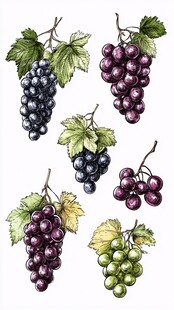 多彩葡萄手绘插画
