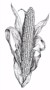 手绘玉米插画