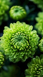 翠绿菊花绽放生机
