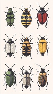 多彩甲虫插画展示