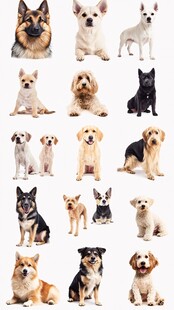 多样萌犬大集合