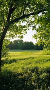 林边绿野 自然清新景致
