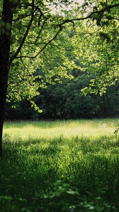 阳光洒落的林间草地