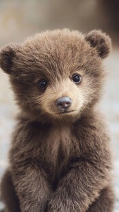 可爱小熊萌态特写