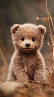 可爱小熊幼崽坐于草地