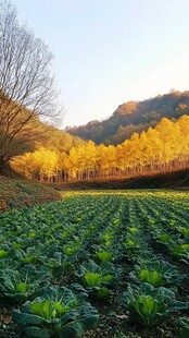 秋日田野间的生机绿意