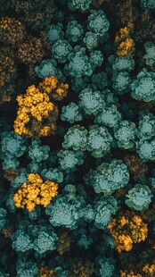 俯瞰多彩森林景观