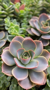 娇艳多肉植物特写