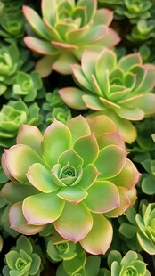 粉嫩多肉植物特写