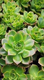 翠绿多肉植物生机满满