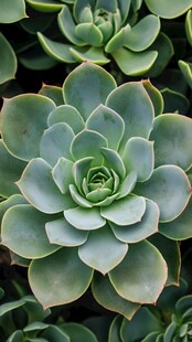 翠绿多肉植物特写