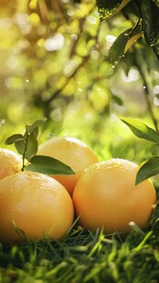 草地上鲜嫩多汁的黄橙