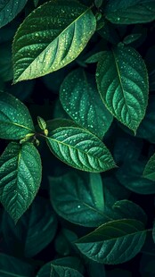 翠绿叶片上的晶莹水珠