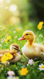草地上的可爱小鸭子