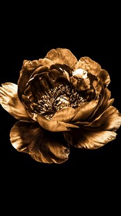 金色奢华牡丹花朵特写